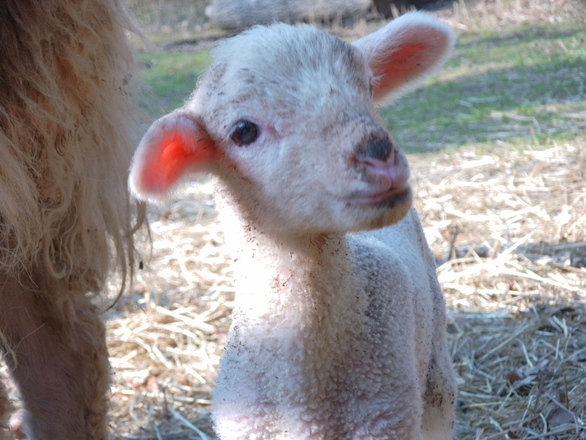 TRAVELER DIGITAL CAMERA