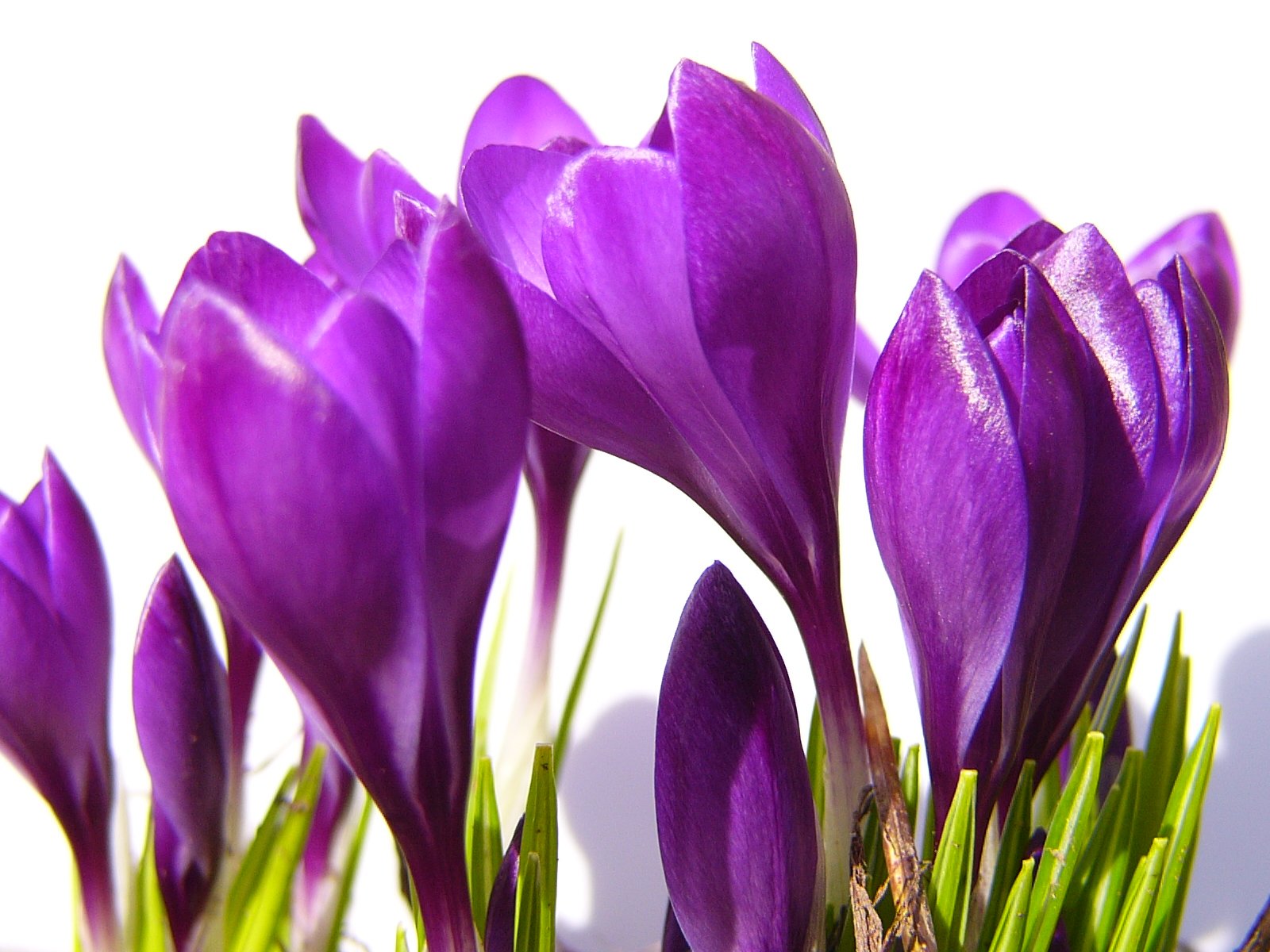crocus