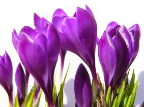 crocus