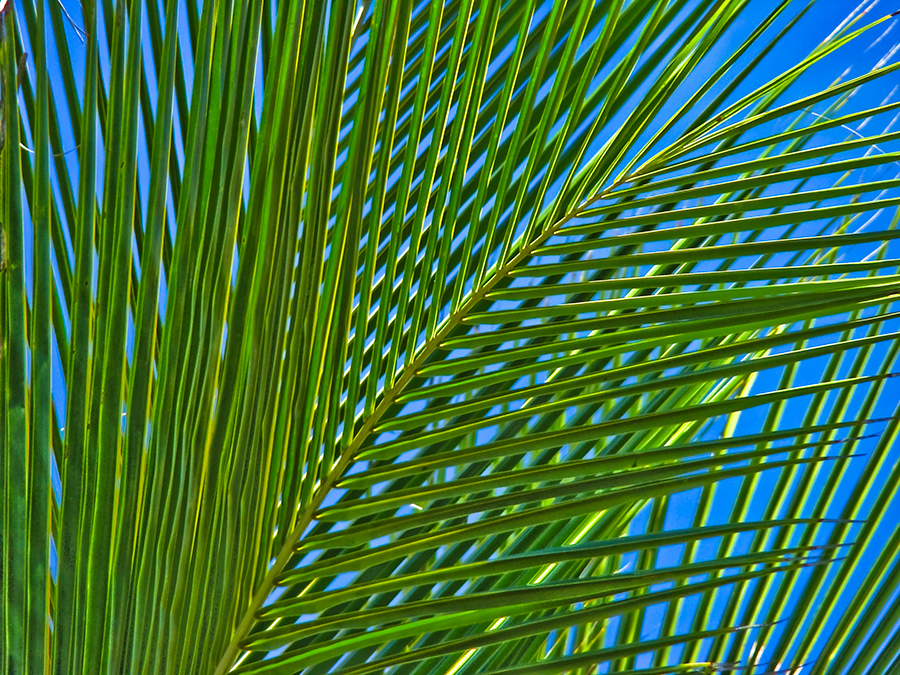 A photograph of palm branches